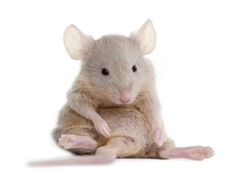 Mouse-Cloud Docs Logo